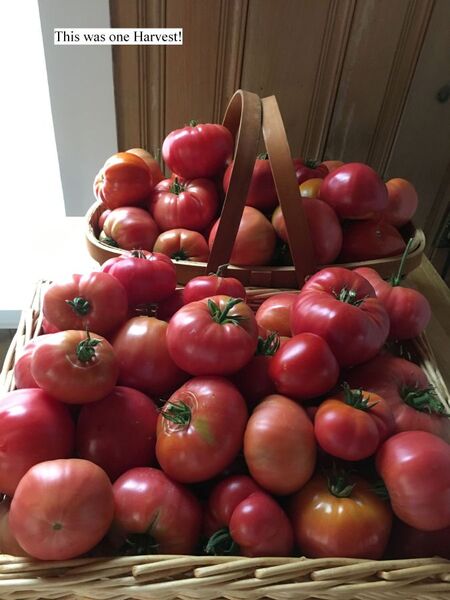 Photos of Carla Sue Frieberg, AKA Carla Kelsey, AKA Carla Cloud